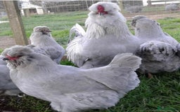 Chickens poultry for sale: Chicks,growers,point of lay all sizes hatching in Uckfield - Image 28