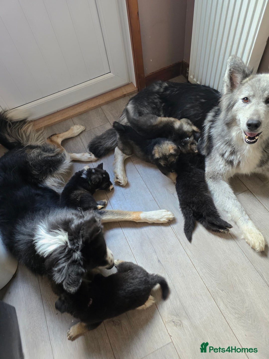 Mixed Breed dogs for sale: German Shepherd X Puppies - Image 6