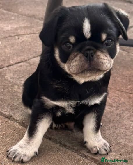 Pug dogs Kc registered pug puppies for sale - Advert 1