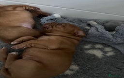 Dogue De Bordeaux dogs for sale: Stunning Quality Dogue de Bordeaux Puppies - Image 12