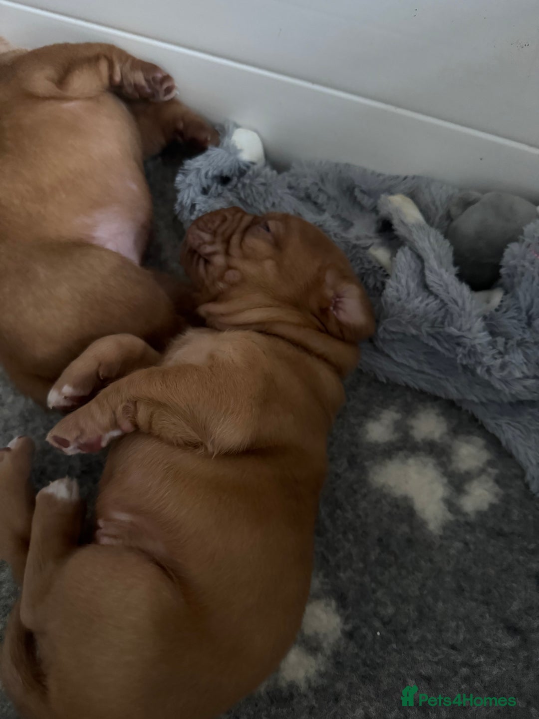 Dogue De Bordeaux dogs for sale: Stunning Quality Dogue de Bordeaux Puppies - Image 12