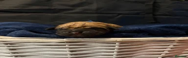 Male 