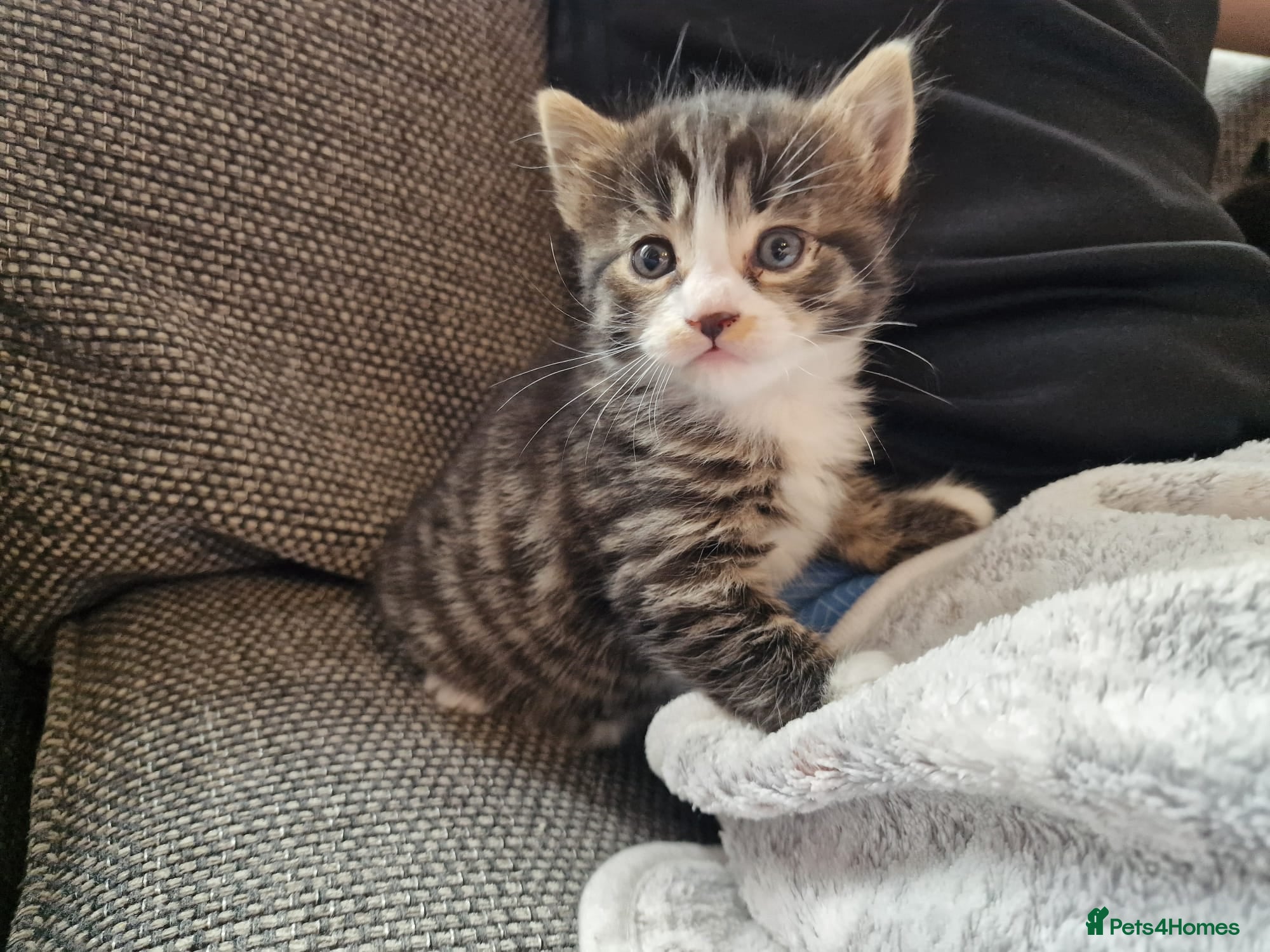 Domestic Shorthair cats 2 kittens for Sale  - Advert 11