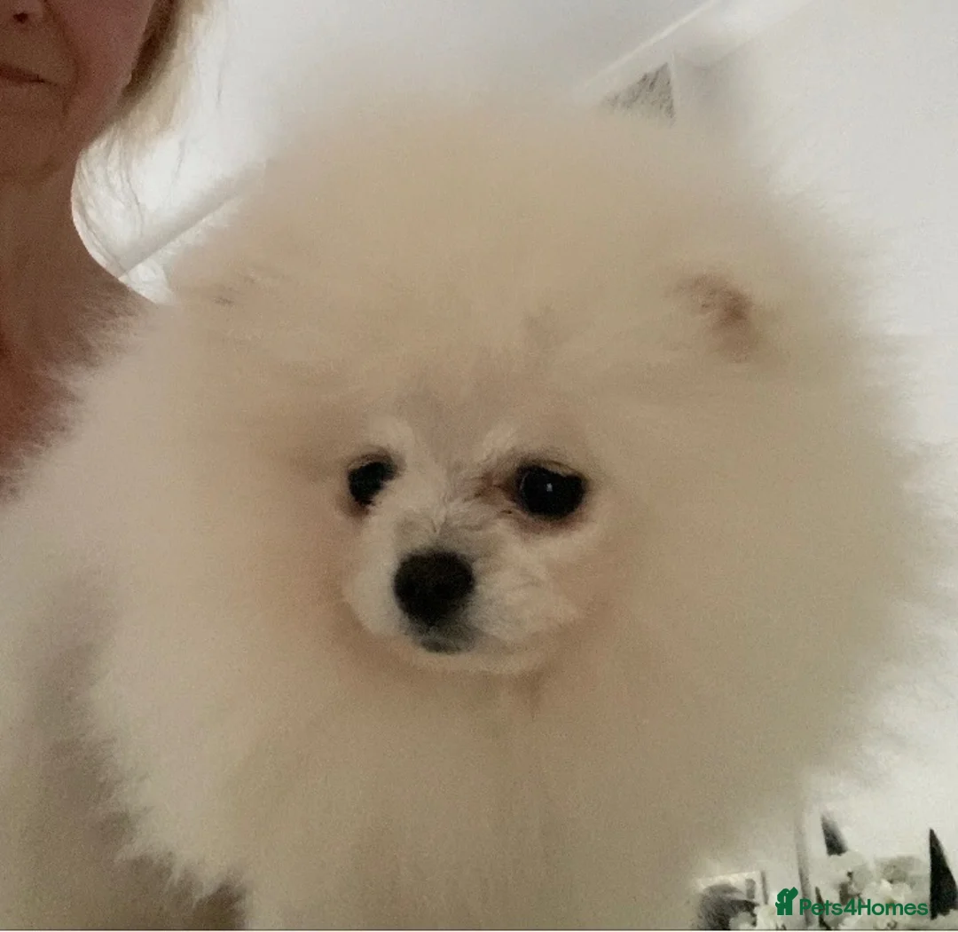 Pomeranian dogs for sale: Snow White Pomeranian for sale - Advert 2