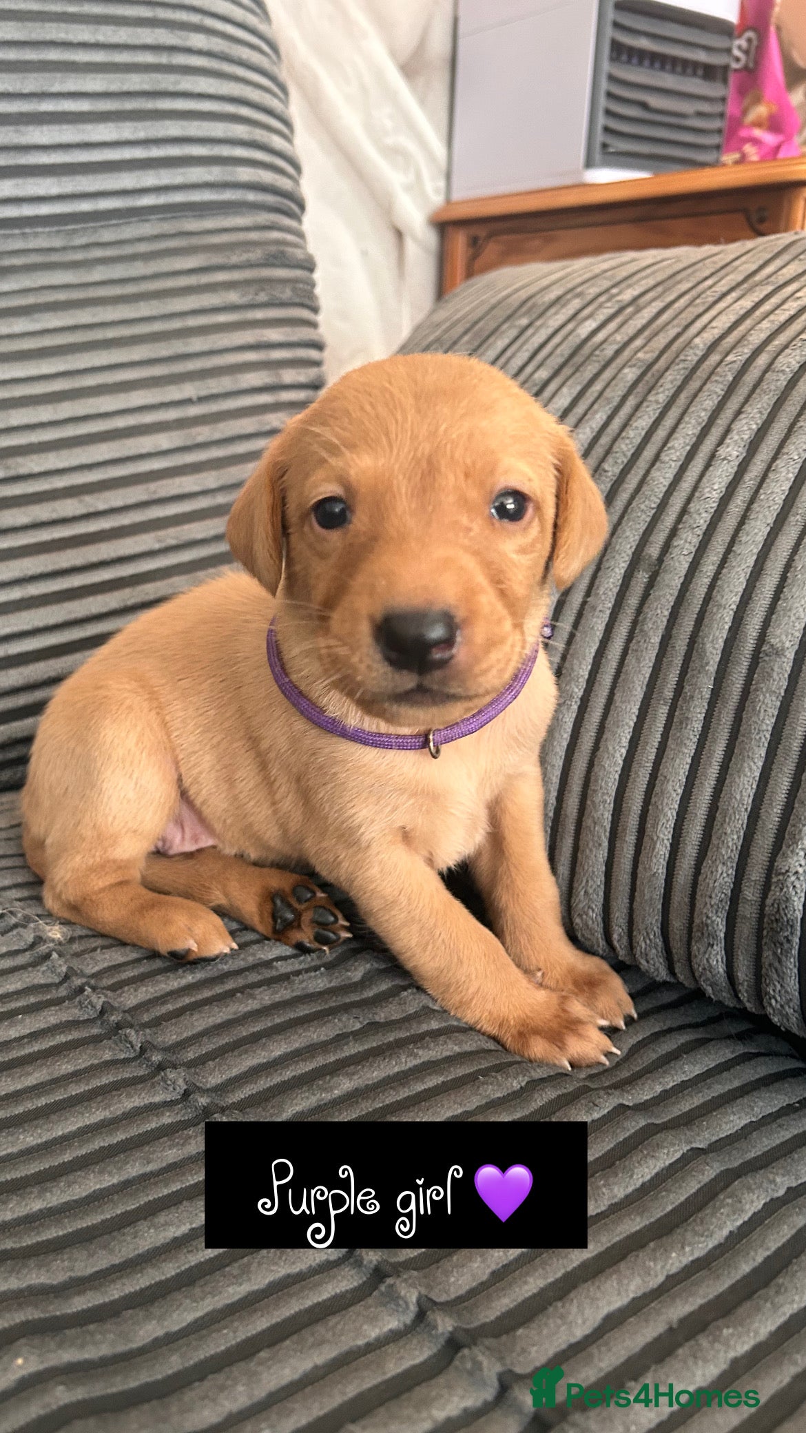 Labrador Retriever dogs Follow your pups journey from birth ❤️ - Advert 2