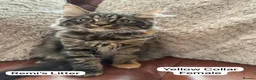 Mixed Breed cats for sale: Ragamuffin x Maine Coon Kittens For Sale  - Advert 3