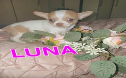 Chihuahua dogs for sale: Chihuahua pups stunning - Image 28