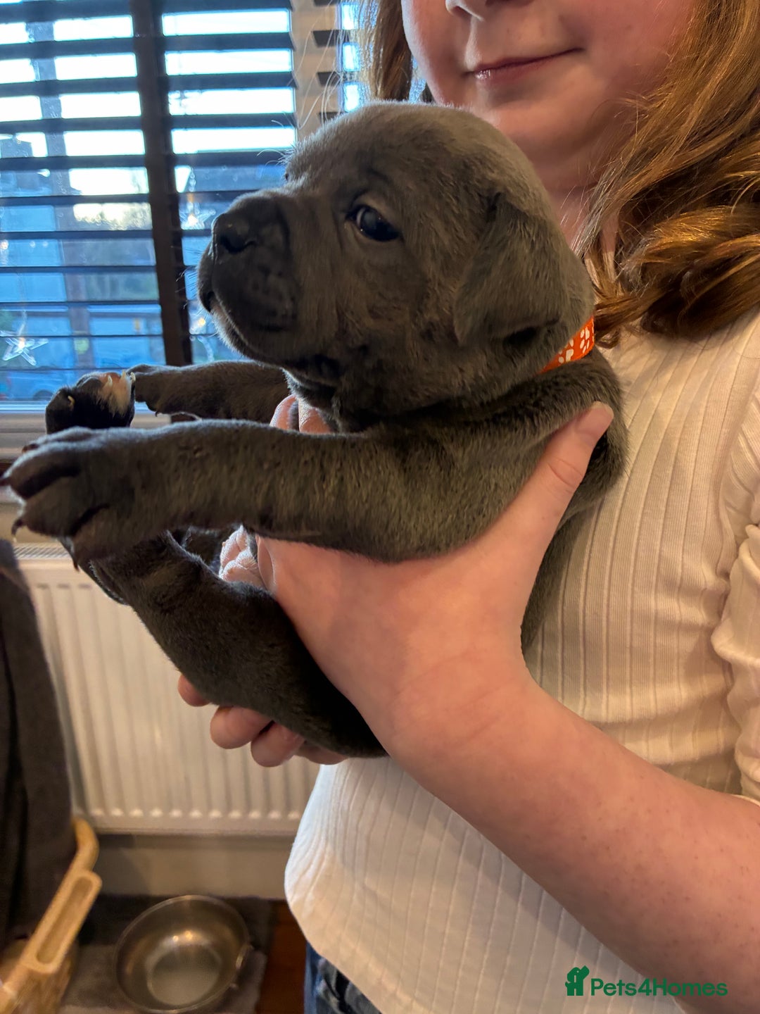 Staffordshire Bull Terrier dogs for sale: Pedigree Blue Staffordshire pups - Advert 12