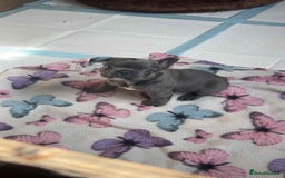 French Bulldog dogs for sale: Beautiful French bulldog puppies  - Image 3