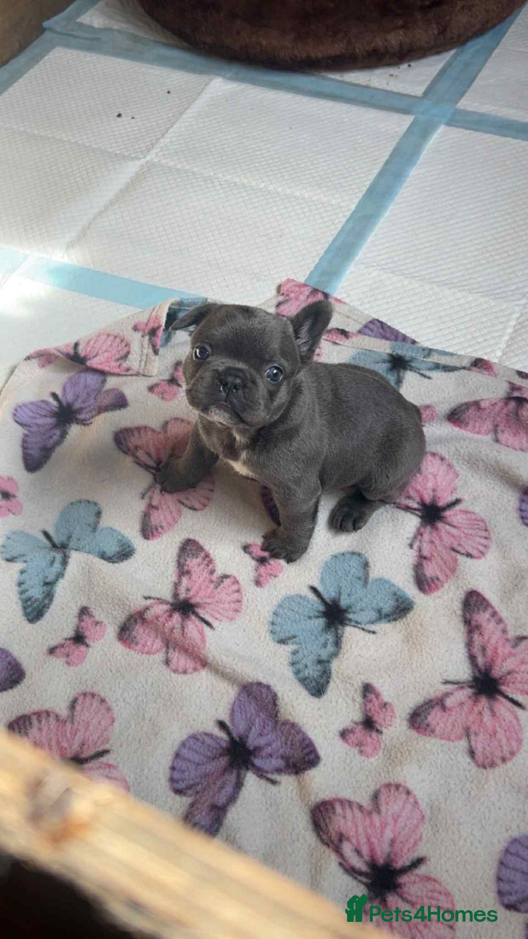 French Bulldog dogs for sale: Beautiful French bulldog puppies  - Image 3