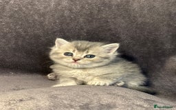 British Shorthair cats for sale: TICA Chunky Golden/Blue Golden BritishSH kittens  - Image 22