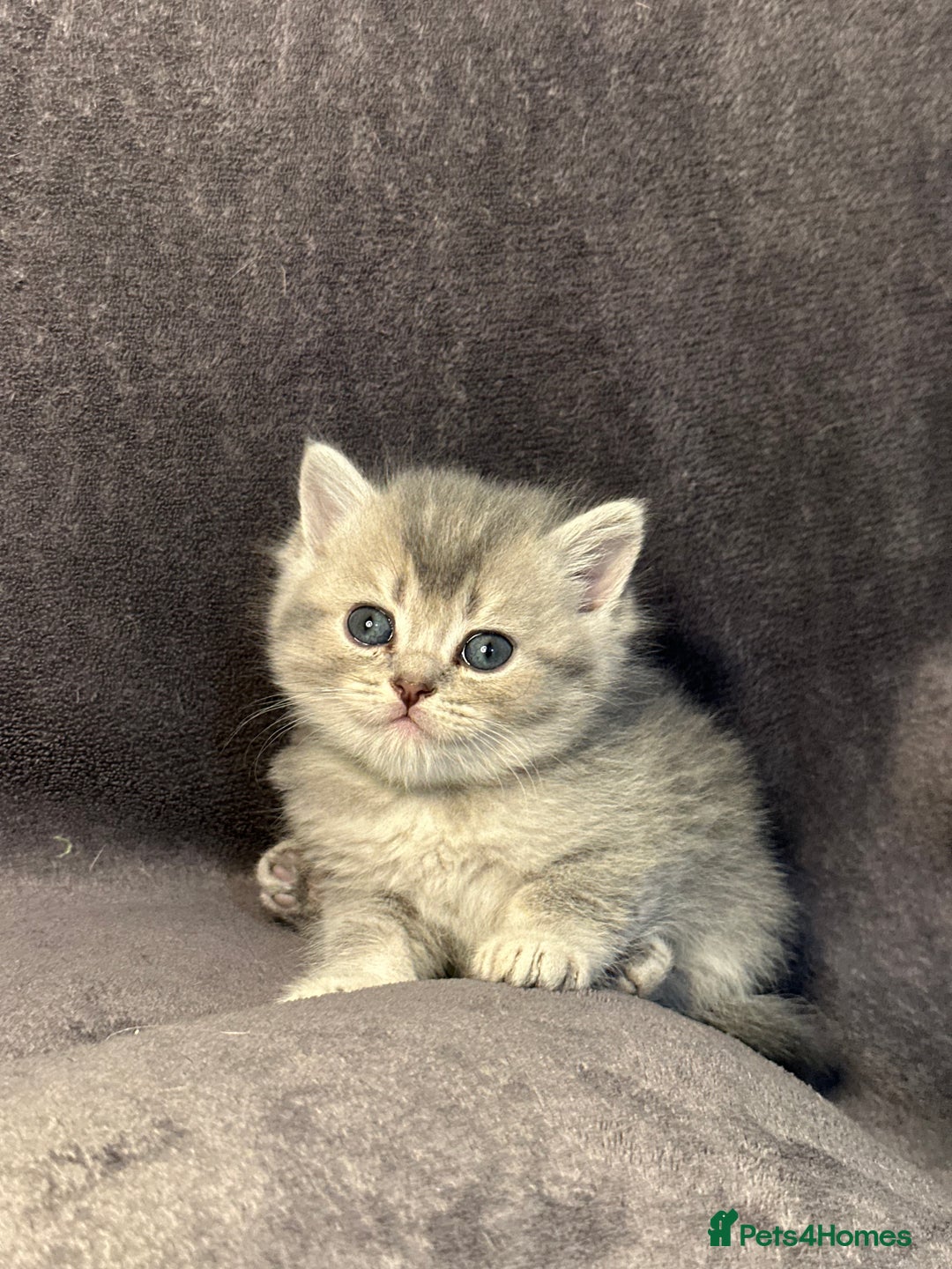 British Shorthair cats for sale: TICA Chunky Golden/Blue Golden BritishSH kittens  - Image 22