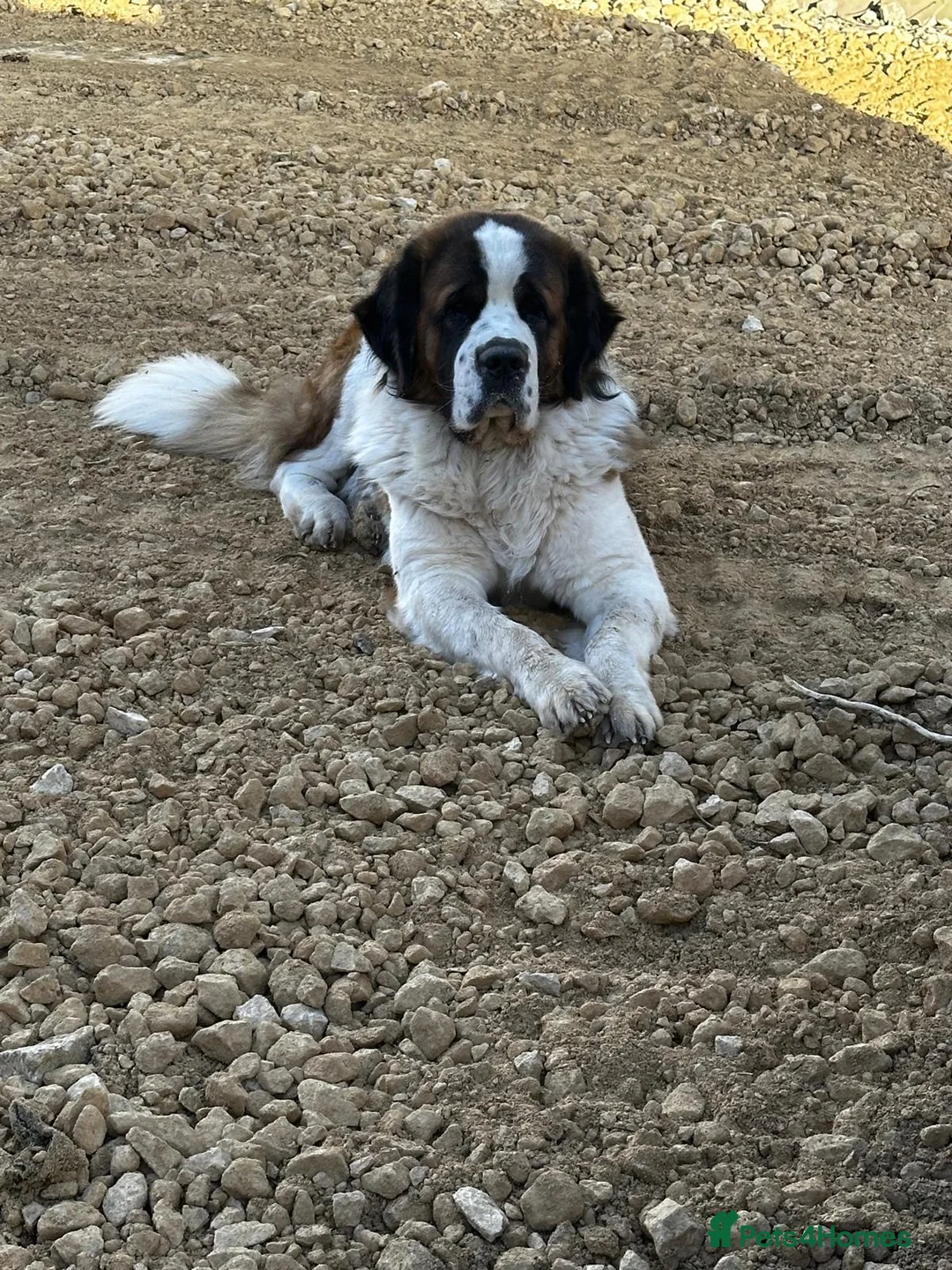 Saint Bernard dogs for stud: KC REGISTERED ST BERNARD UP FOR STUD - Advert 1