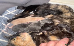 Mixed Breed cats for sale: 2 kittens left ready for new homes  - Image 5