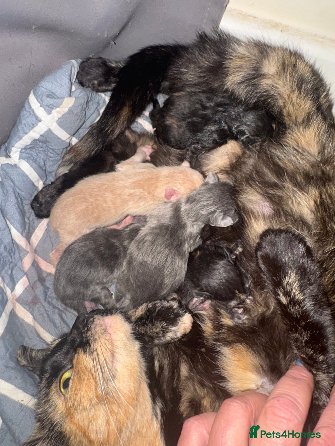 Mixed Breed cats for sale: 2 kittens left ready for new homes  - Image 5