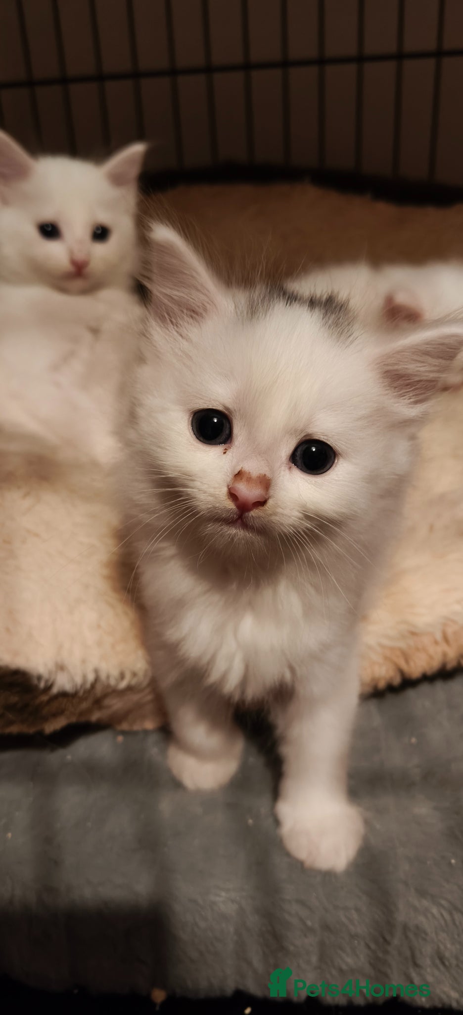 Mixed Breed cats White kittens - 3 available - Advert 1