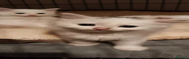 White Kitten 1