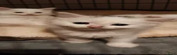 Mixed Breed cats for sale: White kittens - 3 available in Clogher - Advert 1