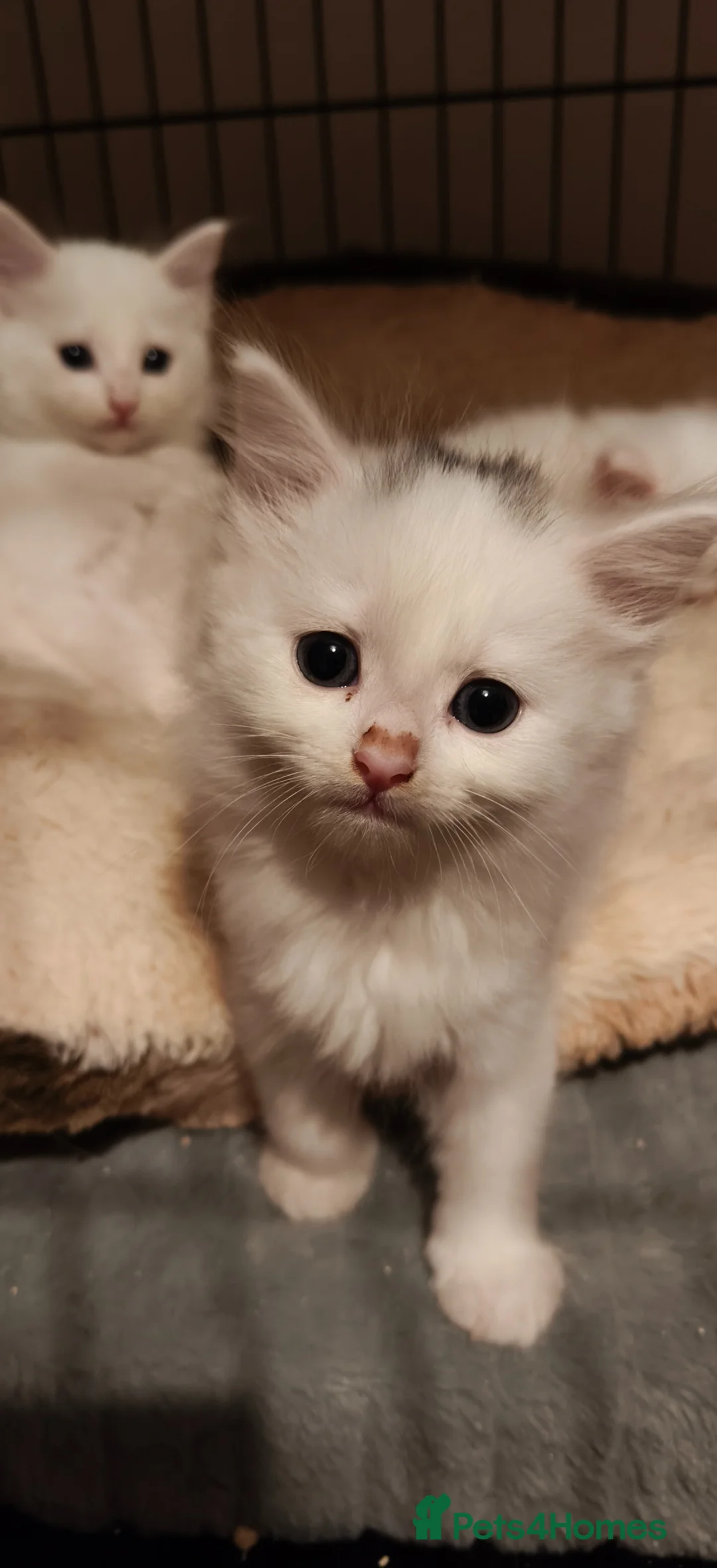 Mixed Breed cats for sale: White kittens - 3 available in Clogher - Advert 1