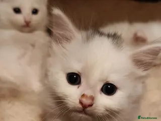 Mixed Breed cats White kittens - 3 available - Advert 3