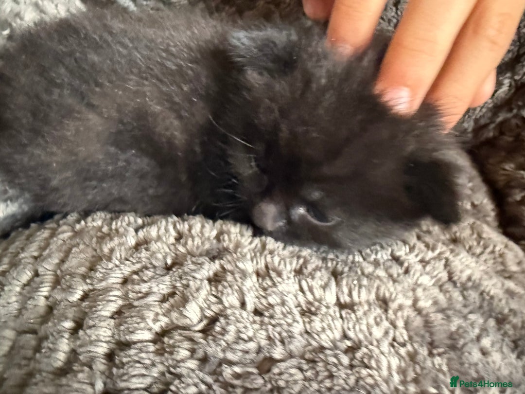 Mixed Breed cats for sale: 2 Beautiful Black Tabby Kittens - Image 9