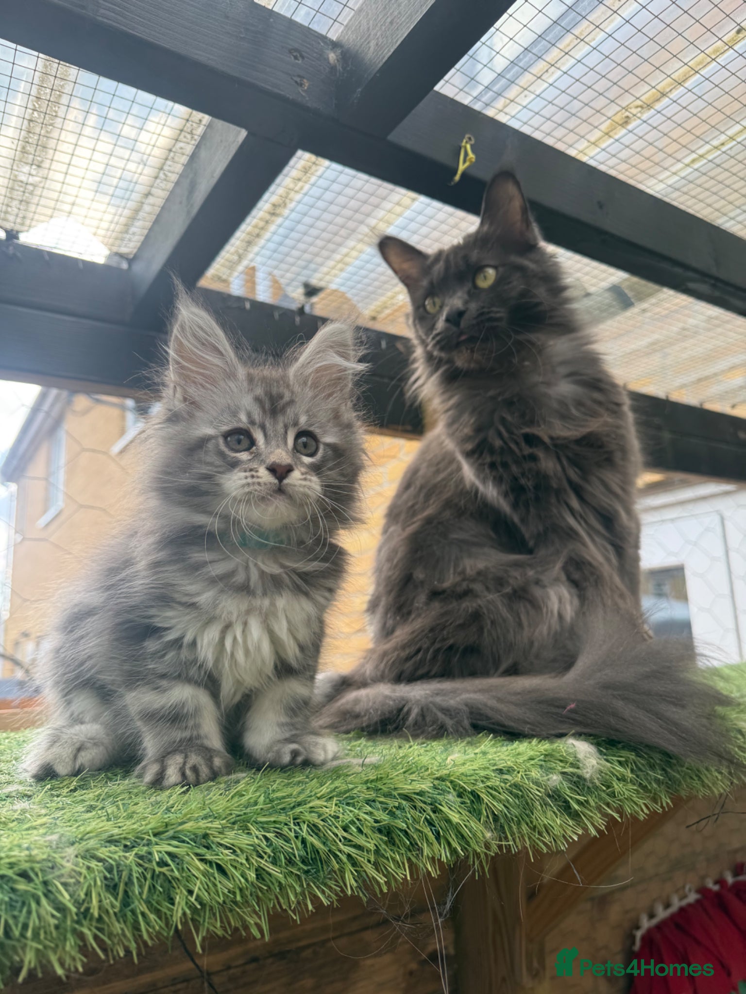 Maine Coon cats Blue smoke kittens from champion blood line - Advert 3