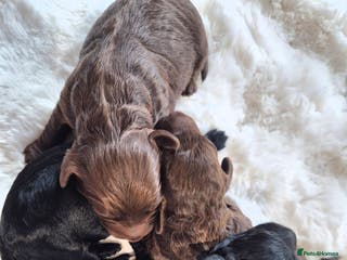 Cavapoo dogs Cavapoo puppys - Advert 1