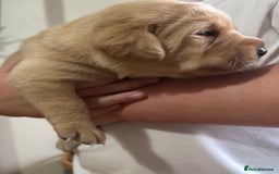 Labrador Retriever dogs for sale: STUNNING HEALTH TESTED LABRADORS - Image 7