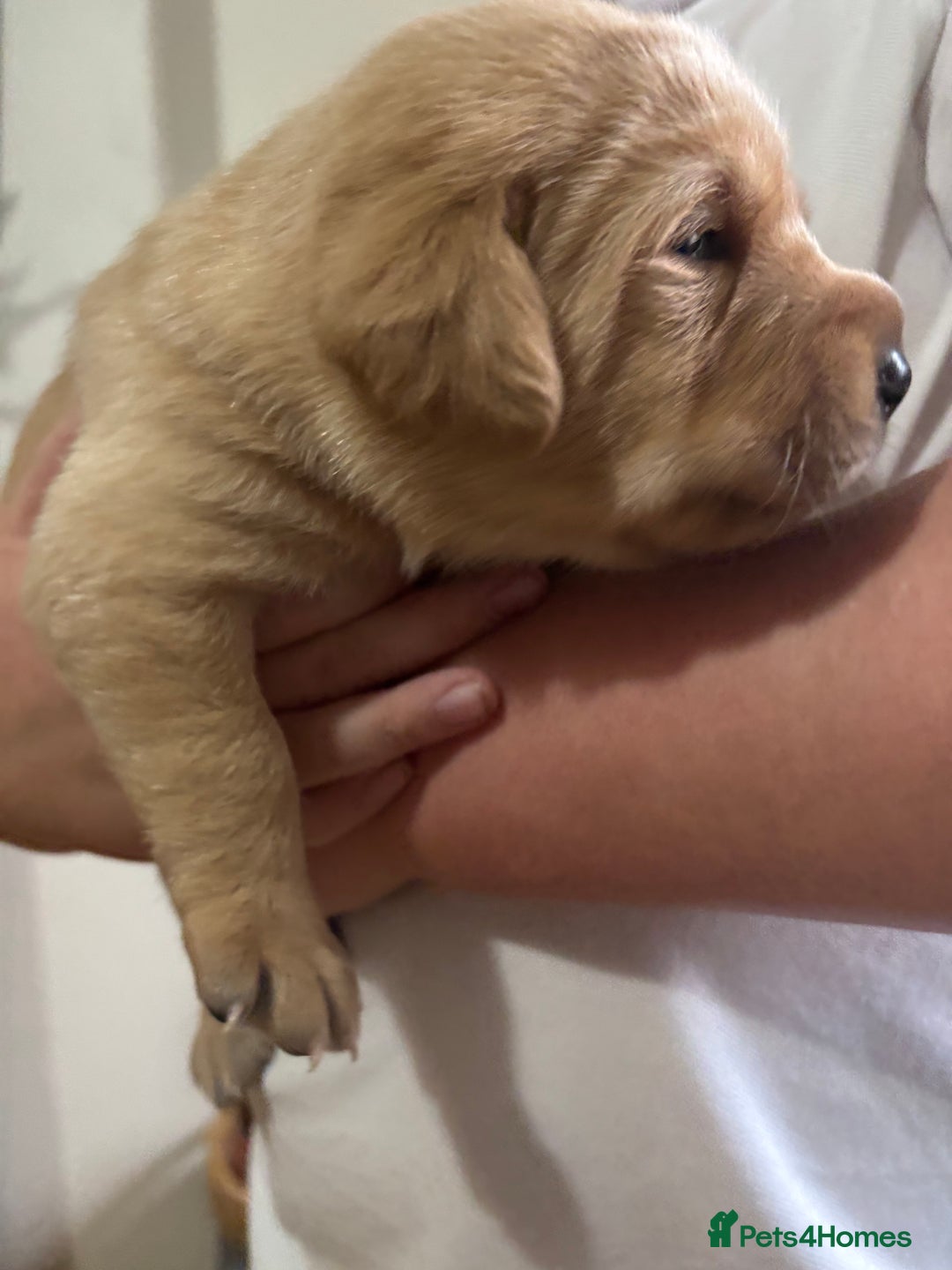 Labrador Retriever dogs for sale: STUNNING HEALTH TESTED LABRADORS - Image 7