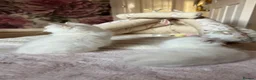 Ragdoll cats for sale: GCCF / European bloodline ragdoll kittens  - Advert 26