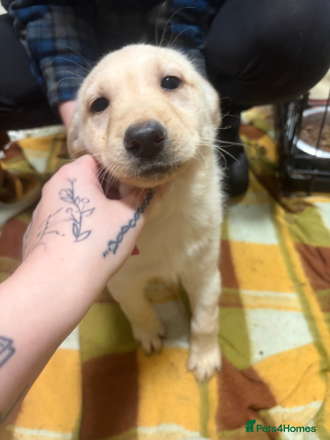 Mixed Breed dogs for sale: Shepsky x Labrador  - Advert 5