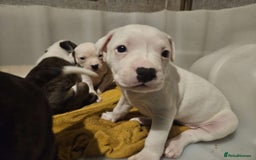 Mixed Breed dogs for sale: American bulldog x Staffy pups  - Image 6