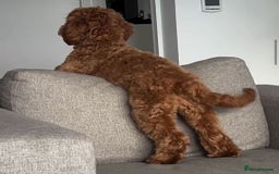 Cockapoo dogs for sale: Adorable Cockapoo Bentley Needs a Loving Home - Image 3