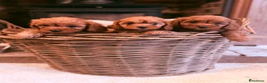 Cavapoo 1