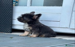 French Bulldog dogs for sale: FLOODLE Male French bulldog pup - Image 2
