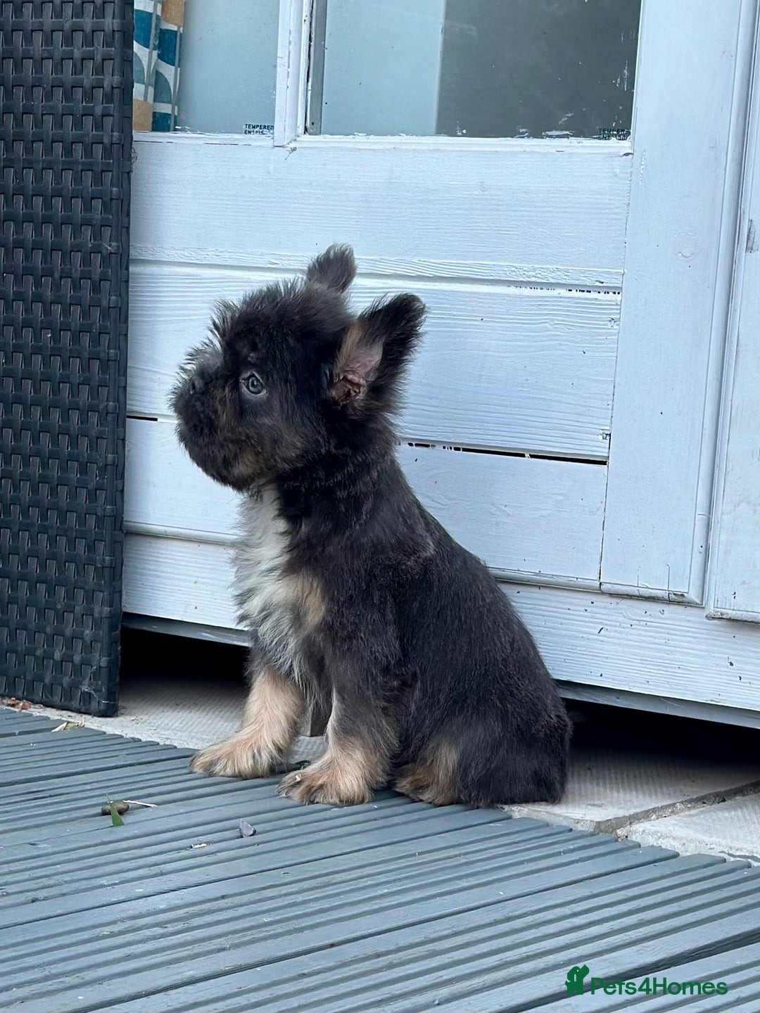French Bulldog dogs for sale: FLOODLE Male French bulldog pup - Image 2