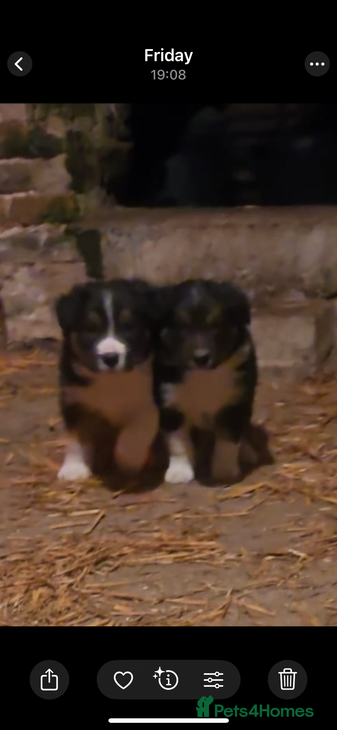 Border Collie dogs for sale: 3 stunning collie boy pups  - Advert 5