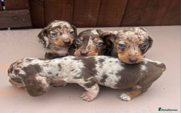 Dachshund dogs for sale: 6 beautiful dachshund puppies!!! - Image 16