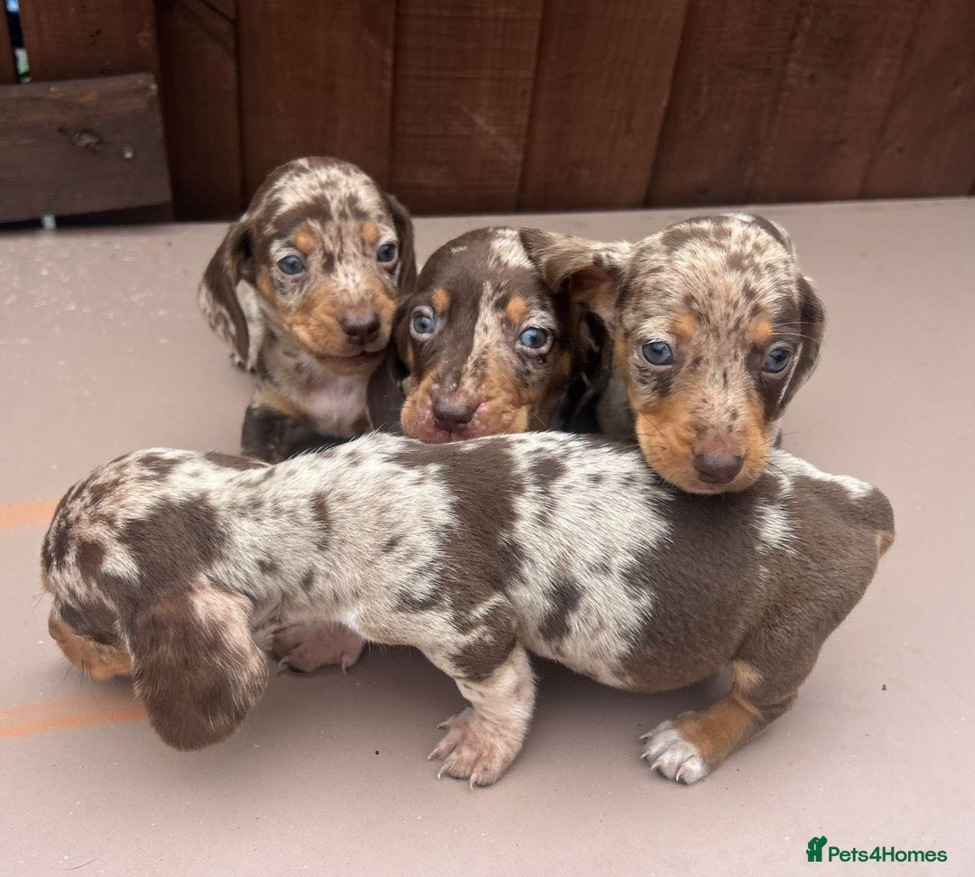 Dachshund dogs for sale: 6 beautiful dachshund puppies!!! - Image 16