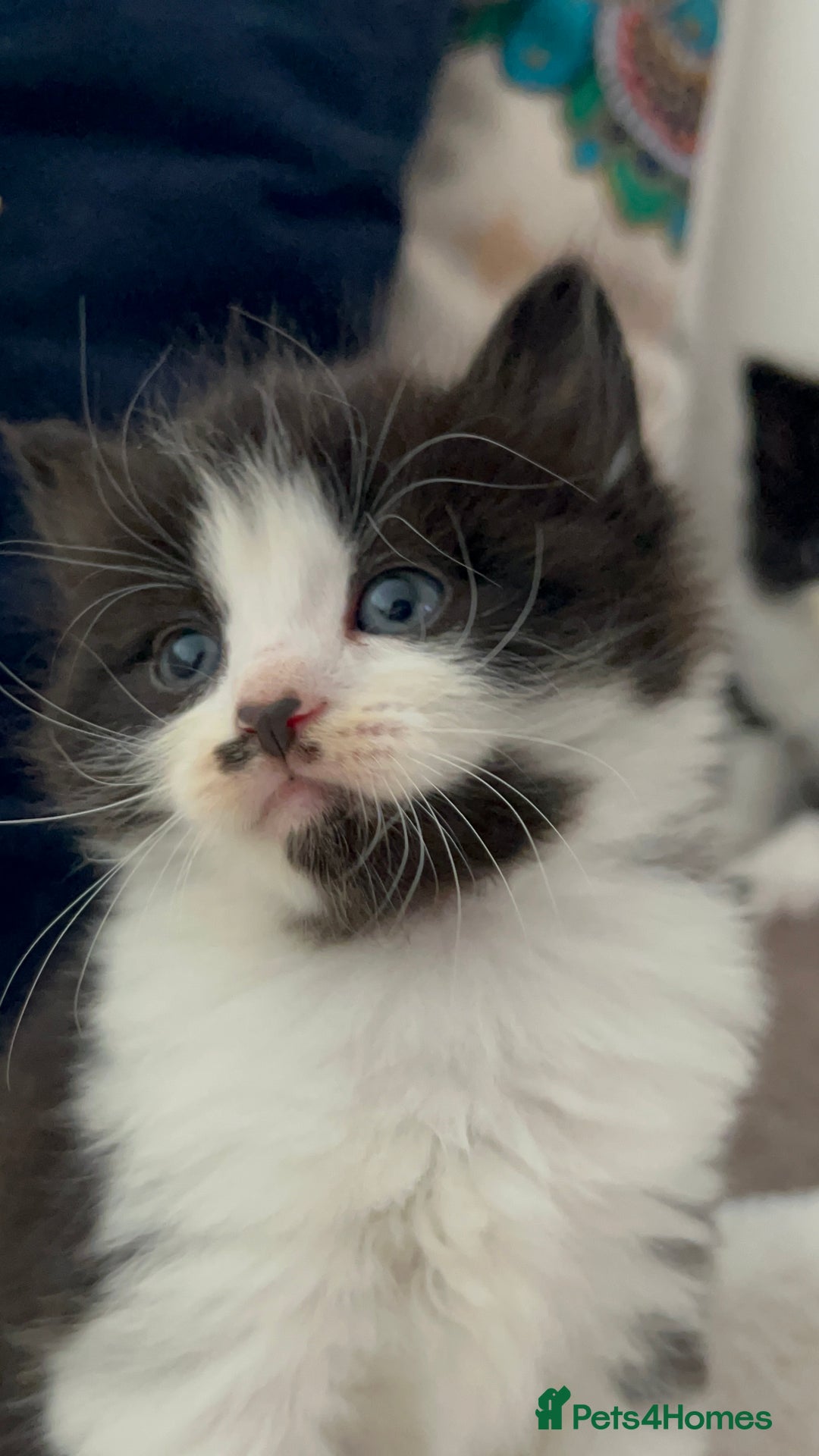 Domestic Shorthair cats for sale: Beautiful 5 tuxedo kittens available for new home. - Image 6