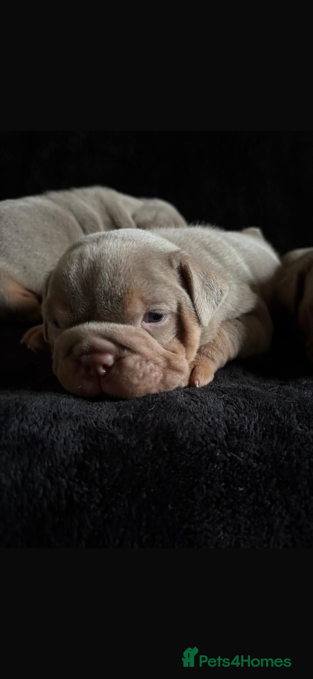 English Bulldog dogs for sale: 2 English bulldog 'lilac' puppies READY 8TH DEC 25 - Advert 9