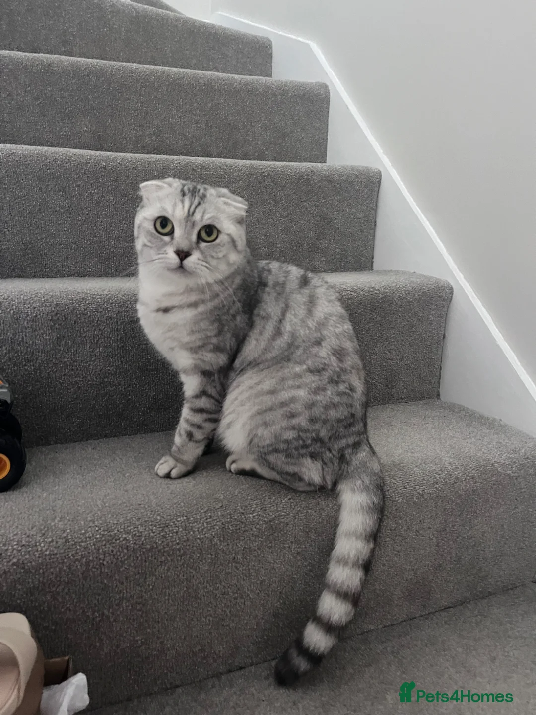 Scottish Fold cats for sale: Beautiful female Scottish fold - Advert 2