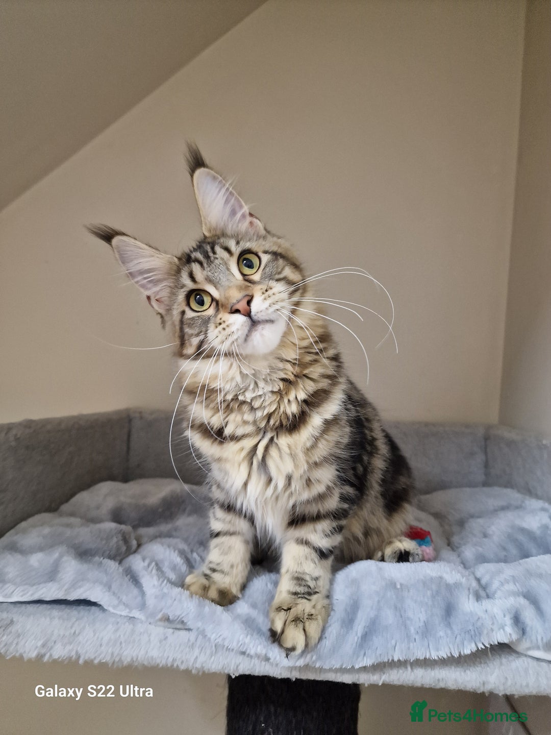 Maine Coon cats for sale: 🍁🍂Good females🏡🎯📣 - Image 36