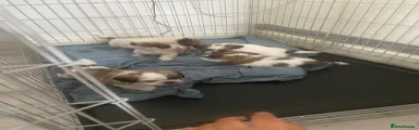 Shih Tzu 3