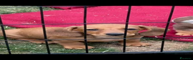Dachshund 2