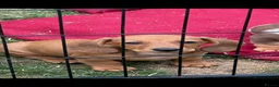 Dachshund dogs for sale: Dachshund Puppies for Sale - Advert 11