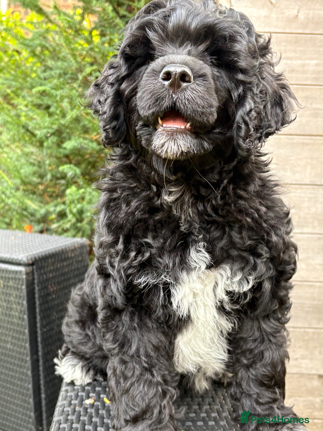 Portuguese Water Dog dogs for sale: Allergy-Friendly Puppy Ready for Her Forever Home - Image 3