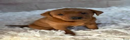 Labrador Retriever dogs for sale: Fox Red Labradors  - Advert 3