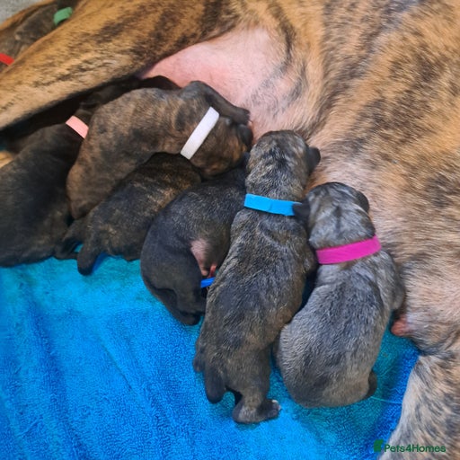 Gallery Image {{count}}