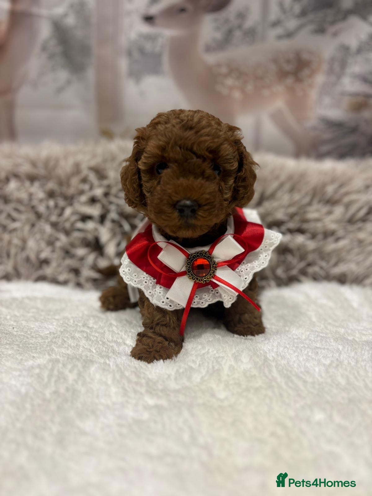 Toy Poodle dogs 5* Champion Bloodline  Asian Toy Poodles - Advert 4